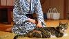 Cat Heaven A Secluded Japanese Hot Spring Inn With 9 Resident Cats Shichirigawa Onsen