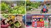 Open A Shop In Front Of Your House Visit Mother Bundi U0026 Harvest Together In The Garden